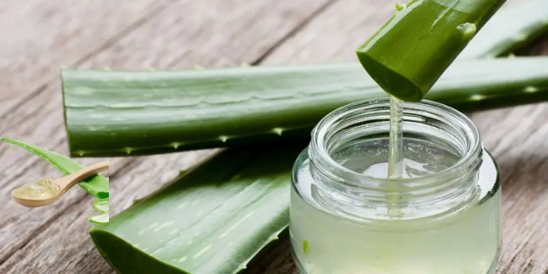 Fresh Aloe Vera Gel