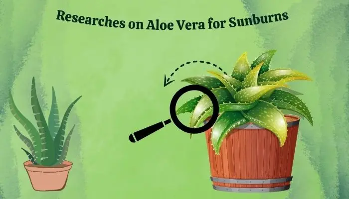 Researches On Aloe Vera For Sunburns