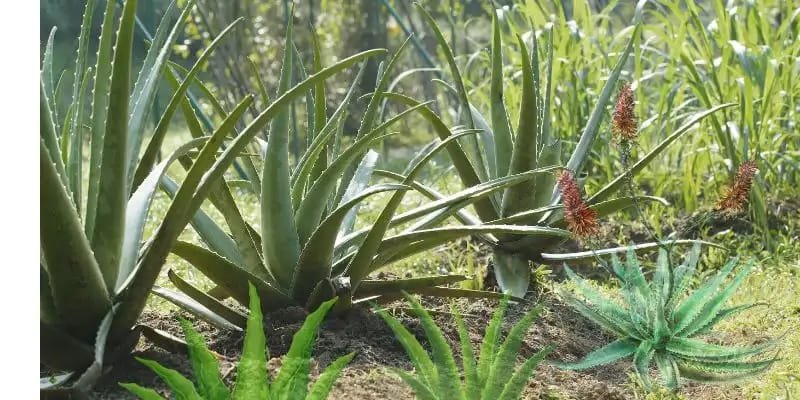 Aloe Vera Plants