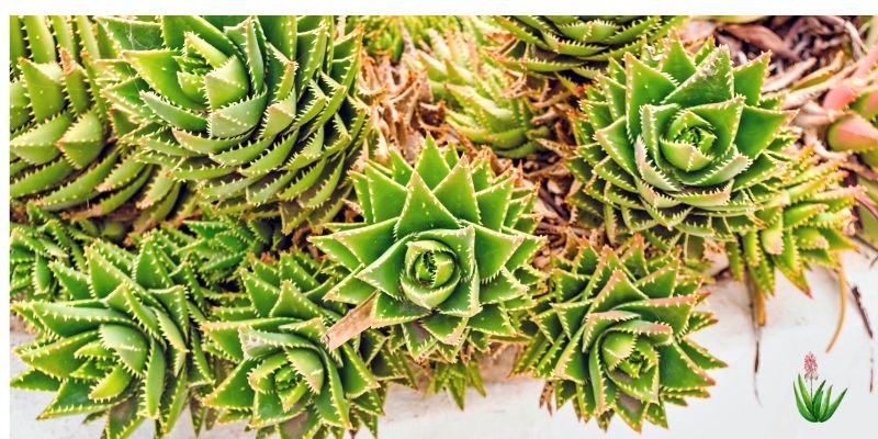 Spiral Aloe Plants