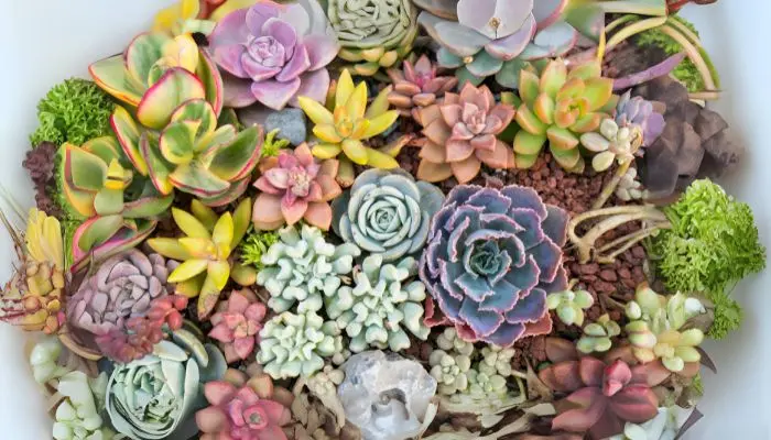 A Group Of Succulent Plants